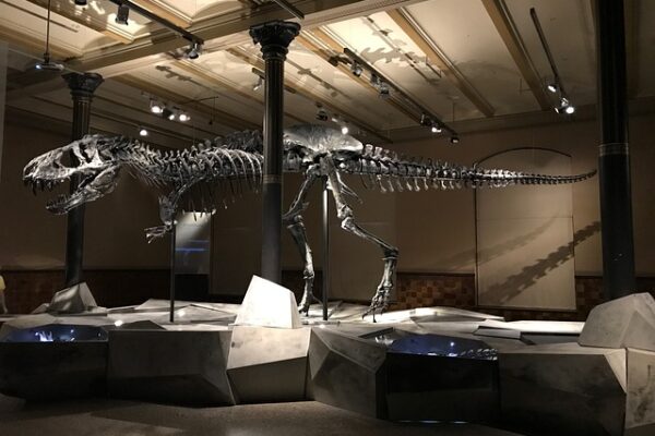Fra Jurassic Park til børneværelset – Dinosaur Elefanthue er tilbage i modebilledet